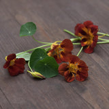Dvärgkrasse 'Black Velvet'
