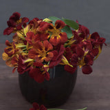 Dvärgkrasse 'Black Velvet'