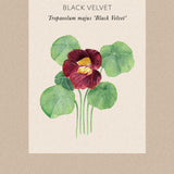 Dvärgkrasse 'Black Velvet'