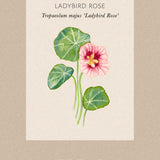 Dvärgkrasse ’Ladybird Rose' fröpåse