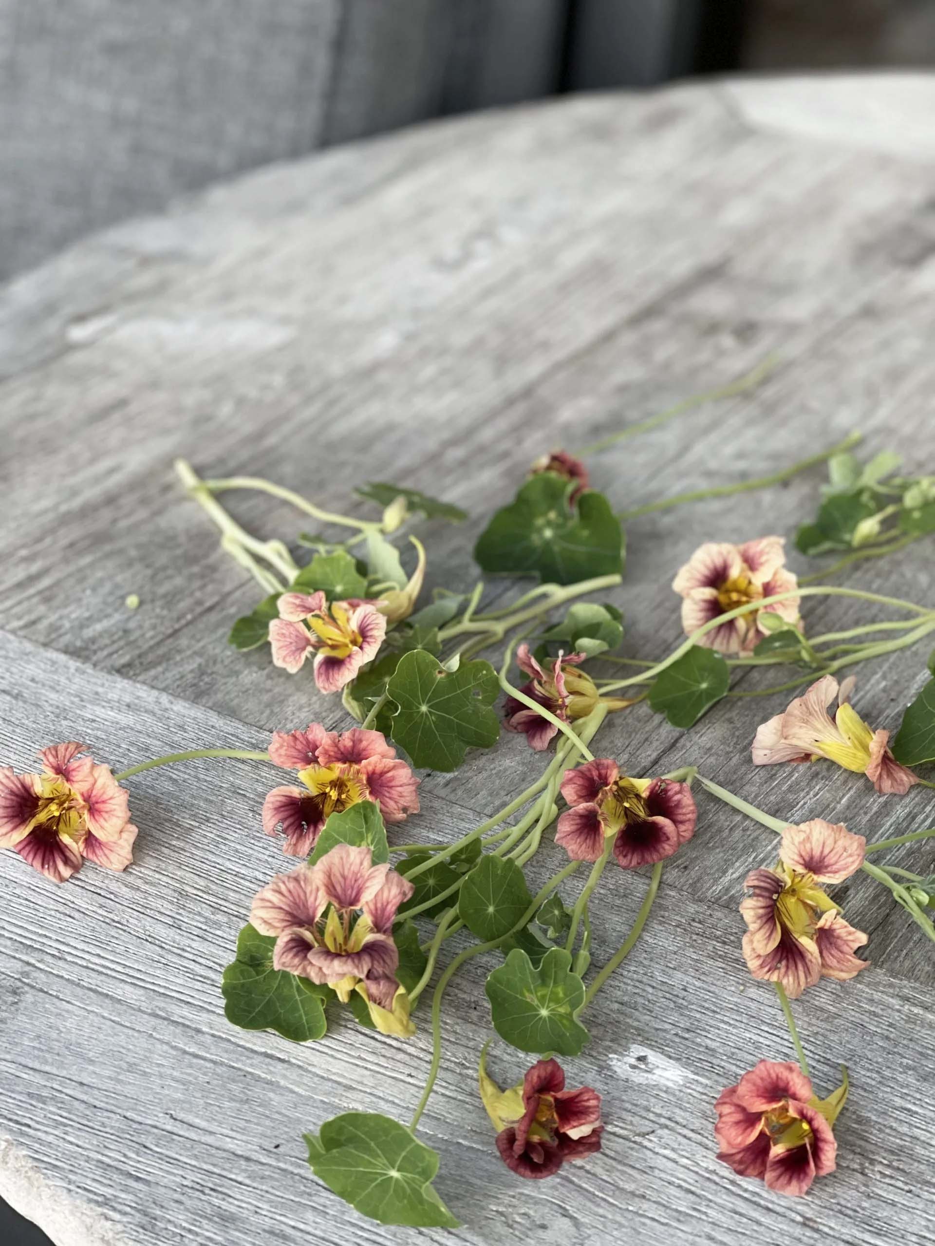 Dvärgkrasse ’Ladybird Rose’ på ett bord
