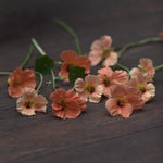 Närbild på blommor av dvärgkrasse - Tropaeolum minus 'Salmon Baby'