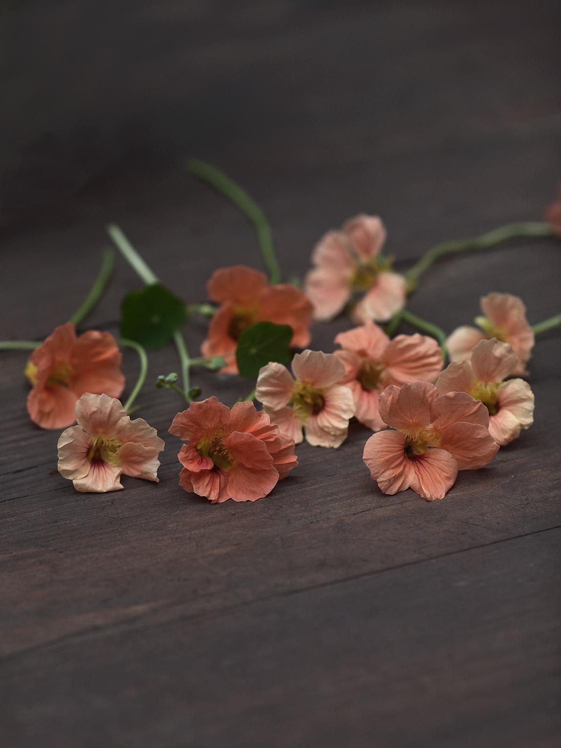 Närbild på blommor av dvärgkrasse - Tropaeolum minus 'Salmon Baby'