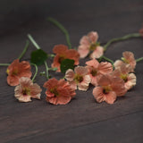 Närbild på blommor av dvärgkrasse - Tropaeolum minus 'Salmon Baby'