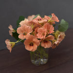 Närbild på blommor av dvärgkrasse - Tropaeolum minus 'Salmon Baby' i vas