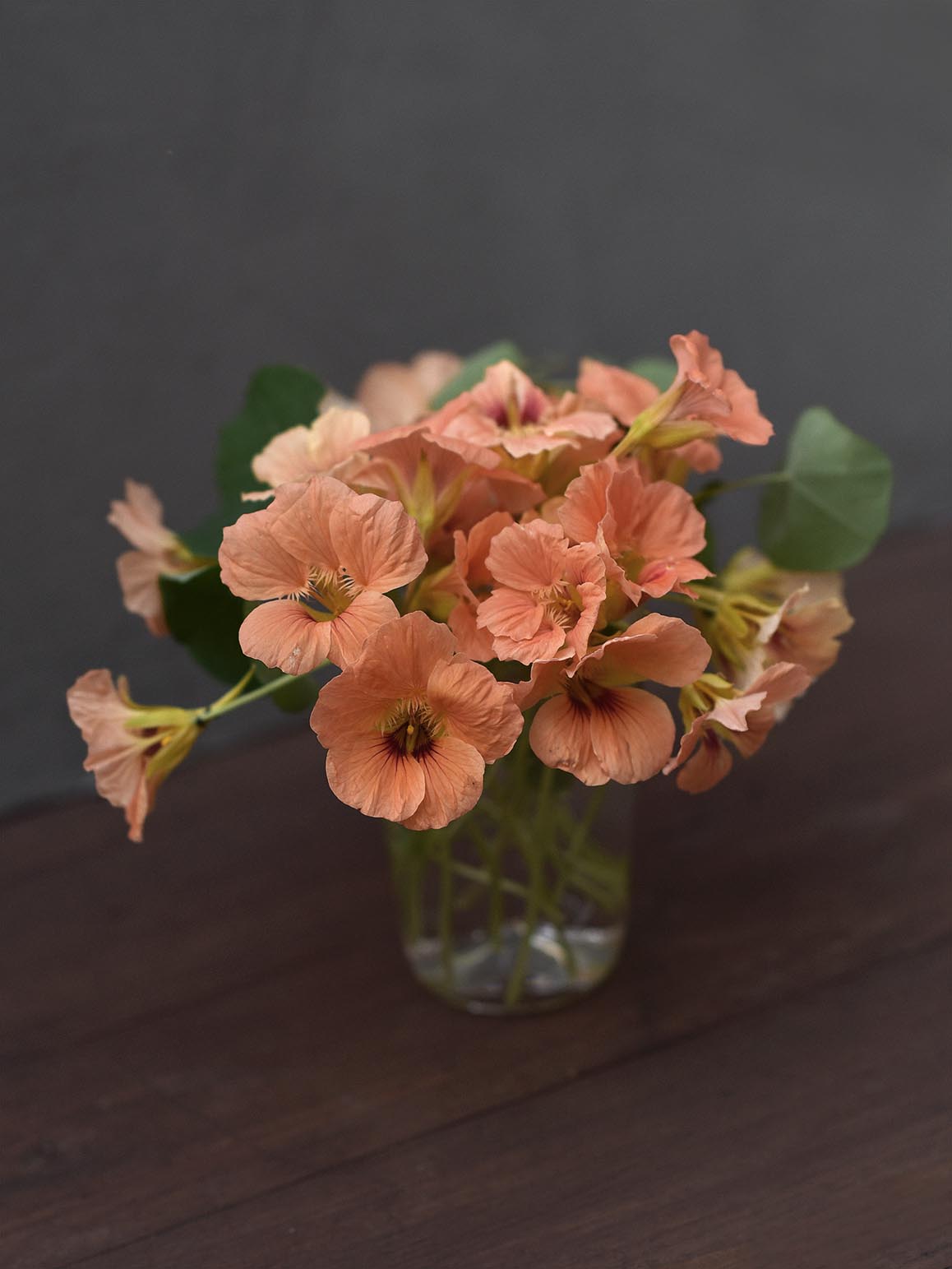 Närbild på blommor av dvärgkrasse - Tropaeolum minus 'Salmon Baby' i vas