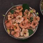 Närbild på blommor av dvärgkrasse - Tropaeolum minus 'Salmon Baby'