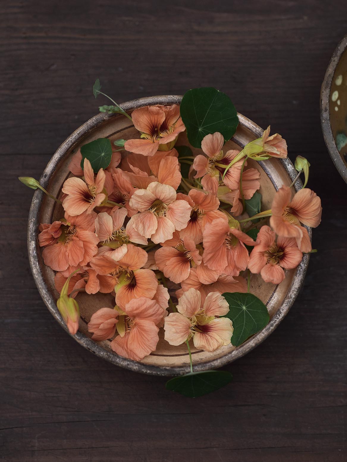 Närbild på blommor av dvärgkrasse - Tropaeolum minus 'Salmon Baby'