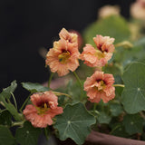 Blomsterkrasse 'Gleam Salmon'
