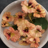 Blomsterkrasse 'Gleam Salmon'