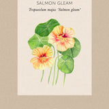 Blomsterkrasse 'Gleam Salmon'