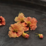 Blomsterkrasse 'Gleam Salmon'