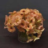 Dvärgkrasse 'Tip Top Apricot'