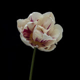 Tulpanmix 'Ivory Rose'