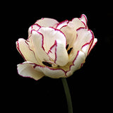 Tulpan 'Belicia'