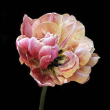 Tulpan 'Verona Sunrise'
