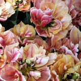 Tulpan 'Verona Sunrise'