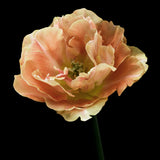 Tulpan "Charming Beauty"