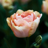 Tulpan "Charming Beauty"