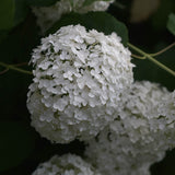 Vidjehortensia 'Annabelle'