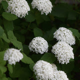 Vidjehortensia 'Annabelle'