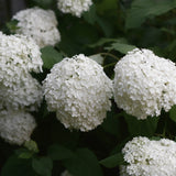 Vidjehortensia 'Annabelle'