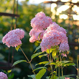 Vidjehortensia 'Invincibelle' (Pink Annabelle)