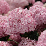 Vidjehortensia 'Invincibelle' (Pink Annabelle)