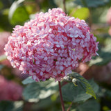 Vidjehortensia 'Invincibelle' (Pink Annabelle)