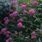 Vidjehortensia 'Invincibelle' (Pink Annabelle)