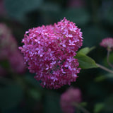 Vidjehortensia 'Invincibelle' (Pink Annabelle)