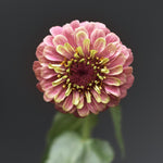 Närbild på zinnia queeny lime red