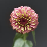 Närbild på zinnia queeny lime red