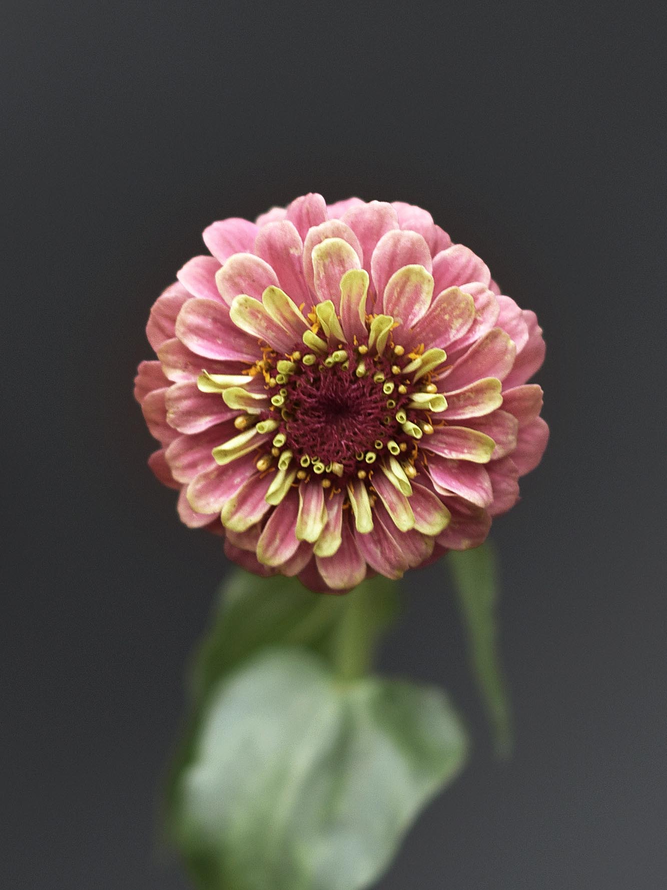 Närbild på zinnia queeny lime red