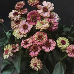 Zinnia ´Queeny Red Lime' i en vas - här syns blommornas ljuvliga färgskiftningar i hallonrött, limegrönt och aprikos