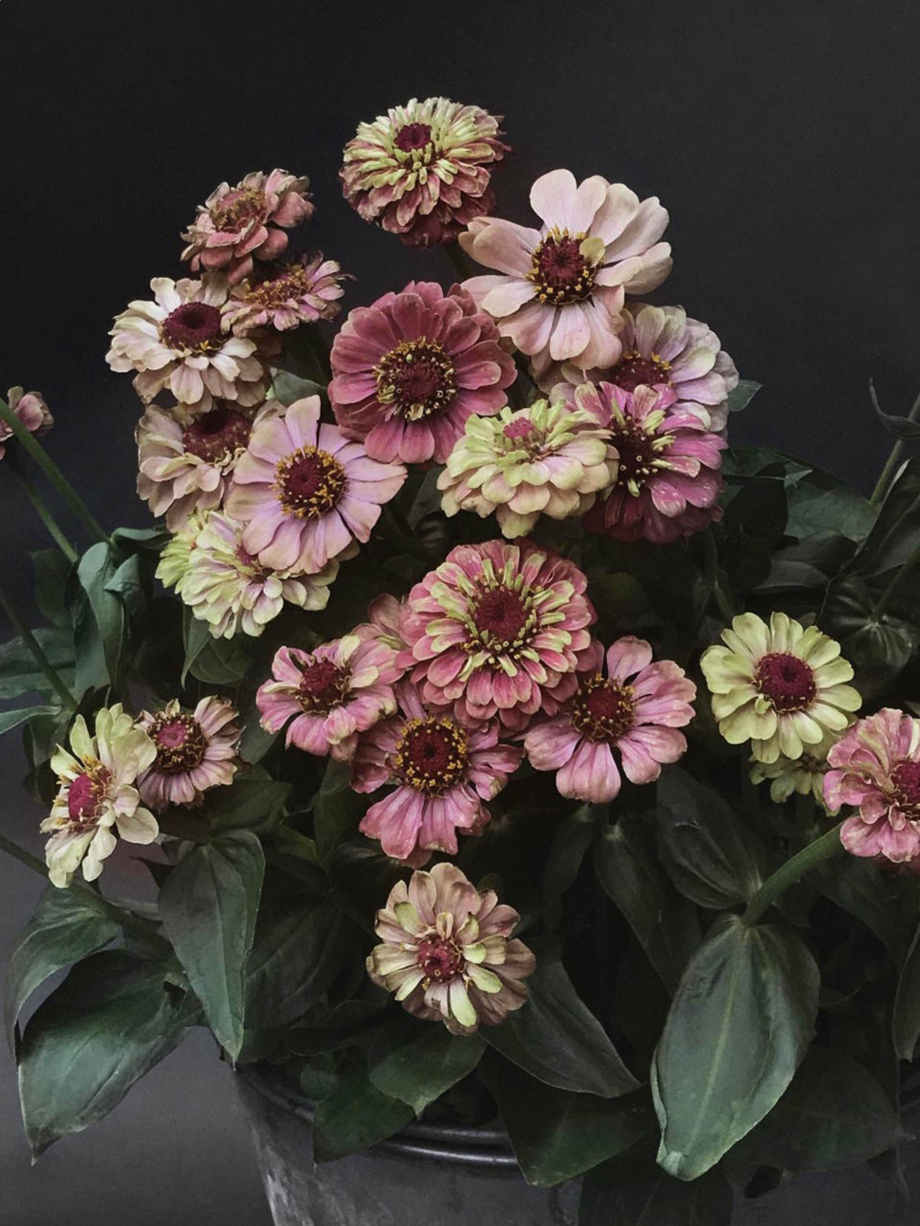 Zinnia ´Queeny Red Lime' i en vas - här syns blommornas ljuvliga färgskiftningar i hallonrött, limegrönt och aprikos