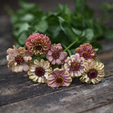 Zinnia Queeny Lime Red på ett träbord