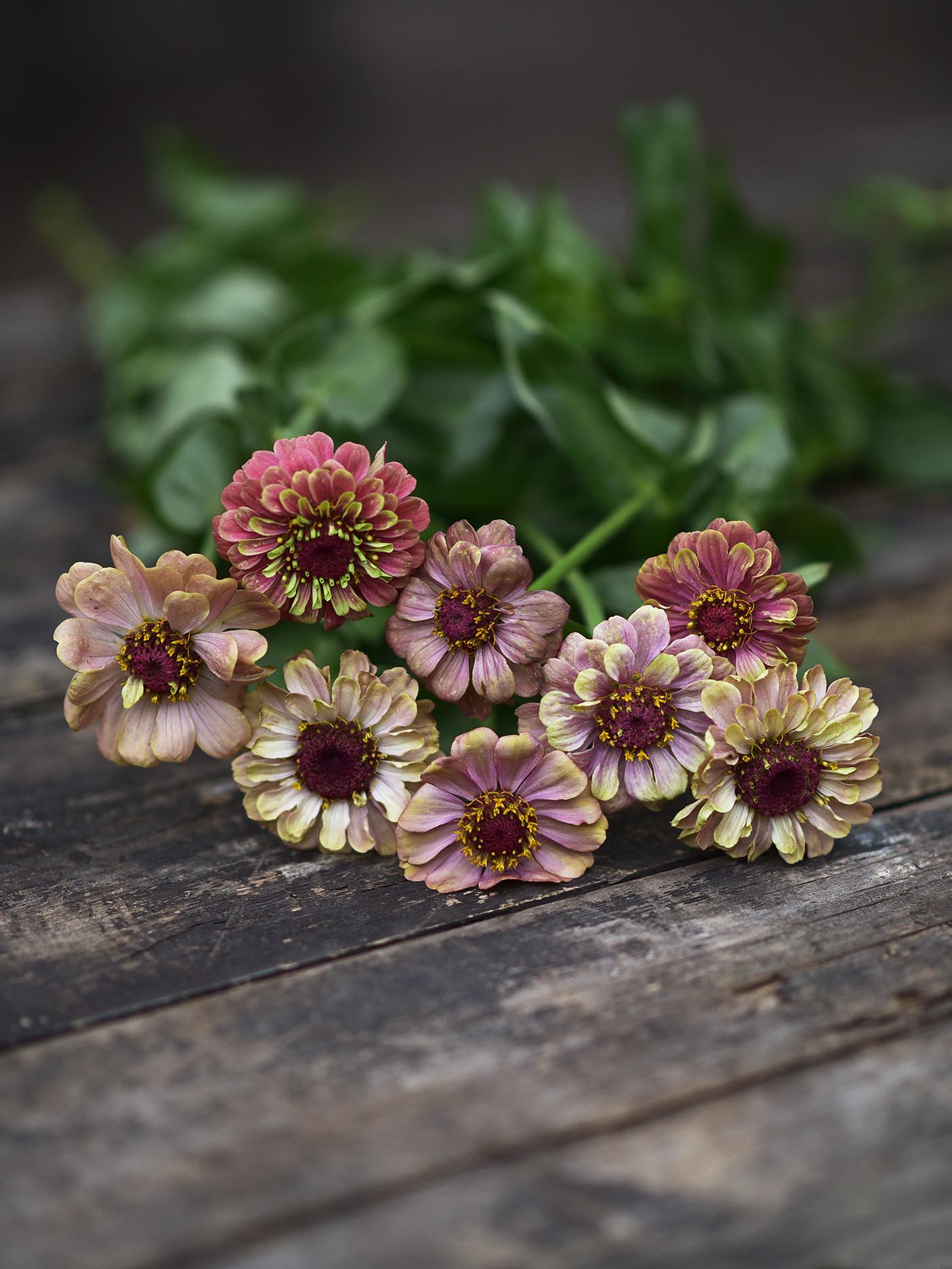 Zinnia Queeny Lime Red på ett träbord
