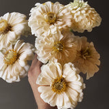Krämvit Zinnia med nyanser av gult i närbild
