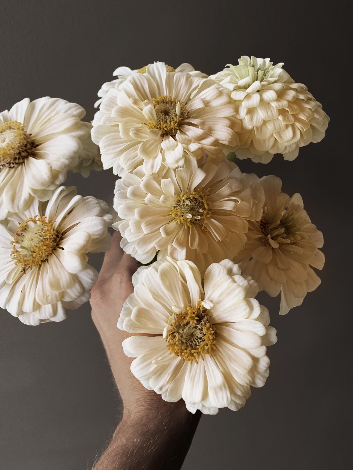 Krämvit Zinnia med nyanser av gult i närbild