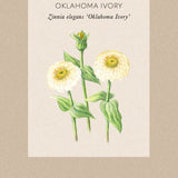 Zinnia 'Oklahoma Ivory'