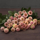 Zinnia 'Oklahoma Salmon'