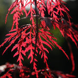 Flikbladig japansk lönn 'Garnet'