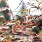 Flikbladig japansk lönn 'Garnet'