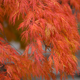 Flikbladig japansk lönn 'Garnet'