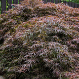 Flikbladig japansk lönn 'Garnet'