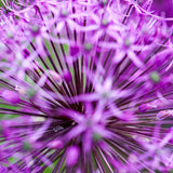 Purpurlök 'Purple Sensation'