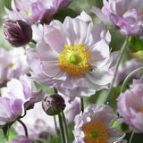 Stor höstanemon 'Königin Charlotte'