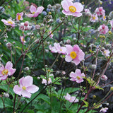 Höstanemon 'Robustissima'