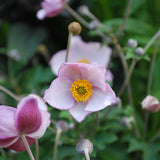 Höstanemon 'Robustissima'
